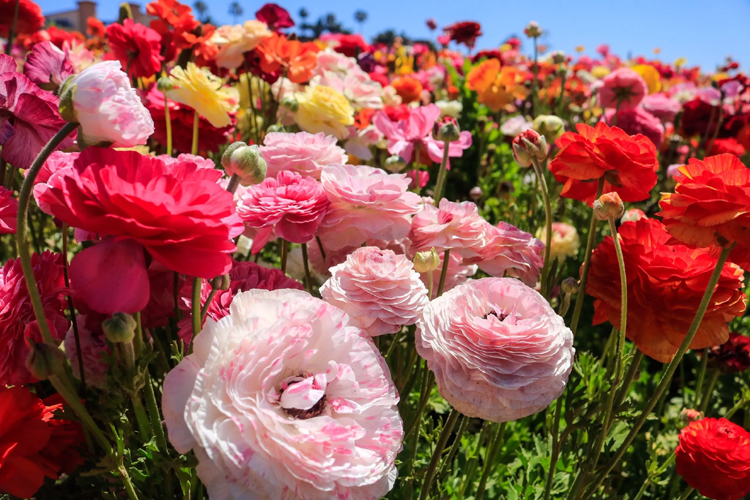 Rows of ranunculus in bloom at the Flower Fields