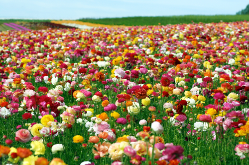 Visitors walking between rows of flowers