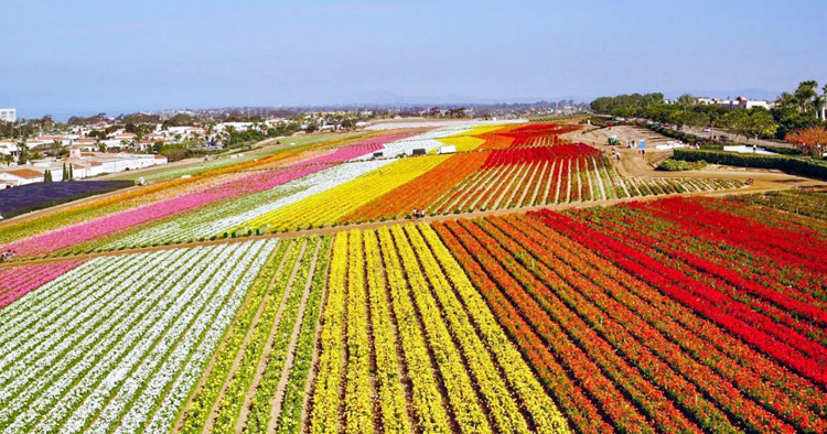 Bands of colour across the Flower Fields hillside